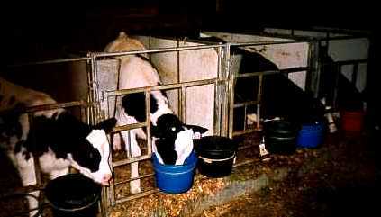 Calves drinking their milk.