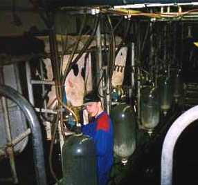 Mark milking the cows.