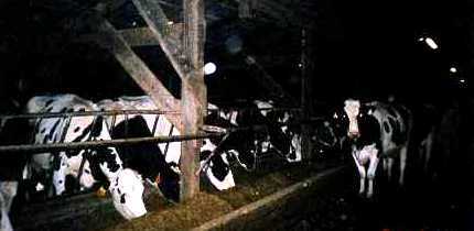 Cows eating.