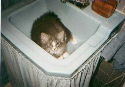 she like the coolness of the sink  :-)