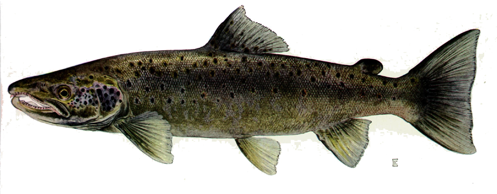 salmon salar