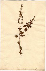 Basilicum, ur Linn&eacute;s herbarium