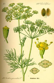 dill