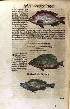 gesnerus