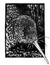 kiwi