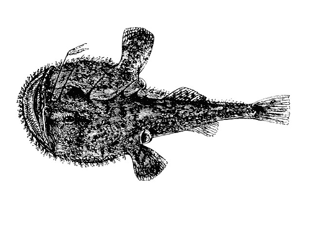 marulk