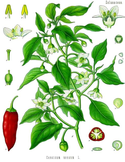 paprika