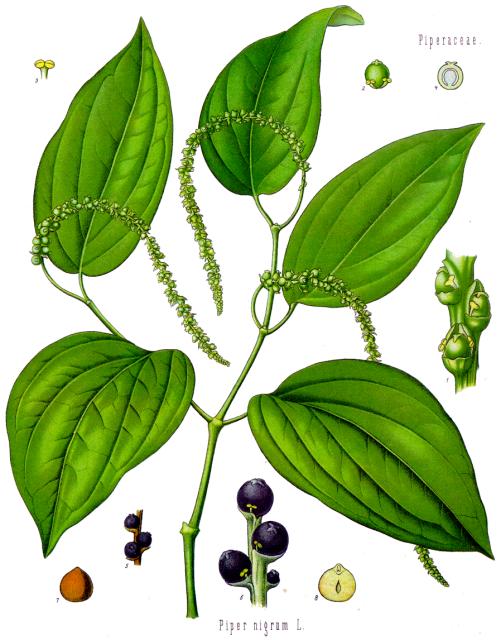 Piper negrum