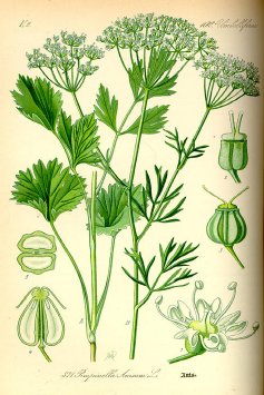 pimpinella