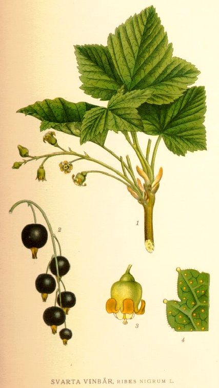 svarta vinb&auml;r