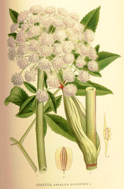 str&auml;tta