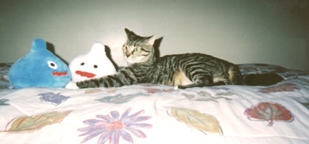 Palom the cat kicks back with Sir Smiley (blue) and Madam Metaly (white)