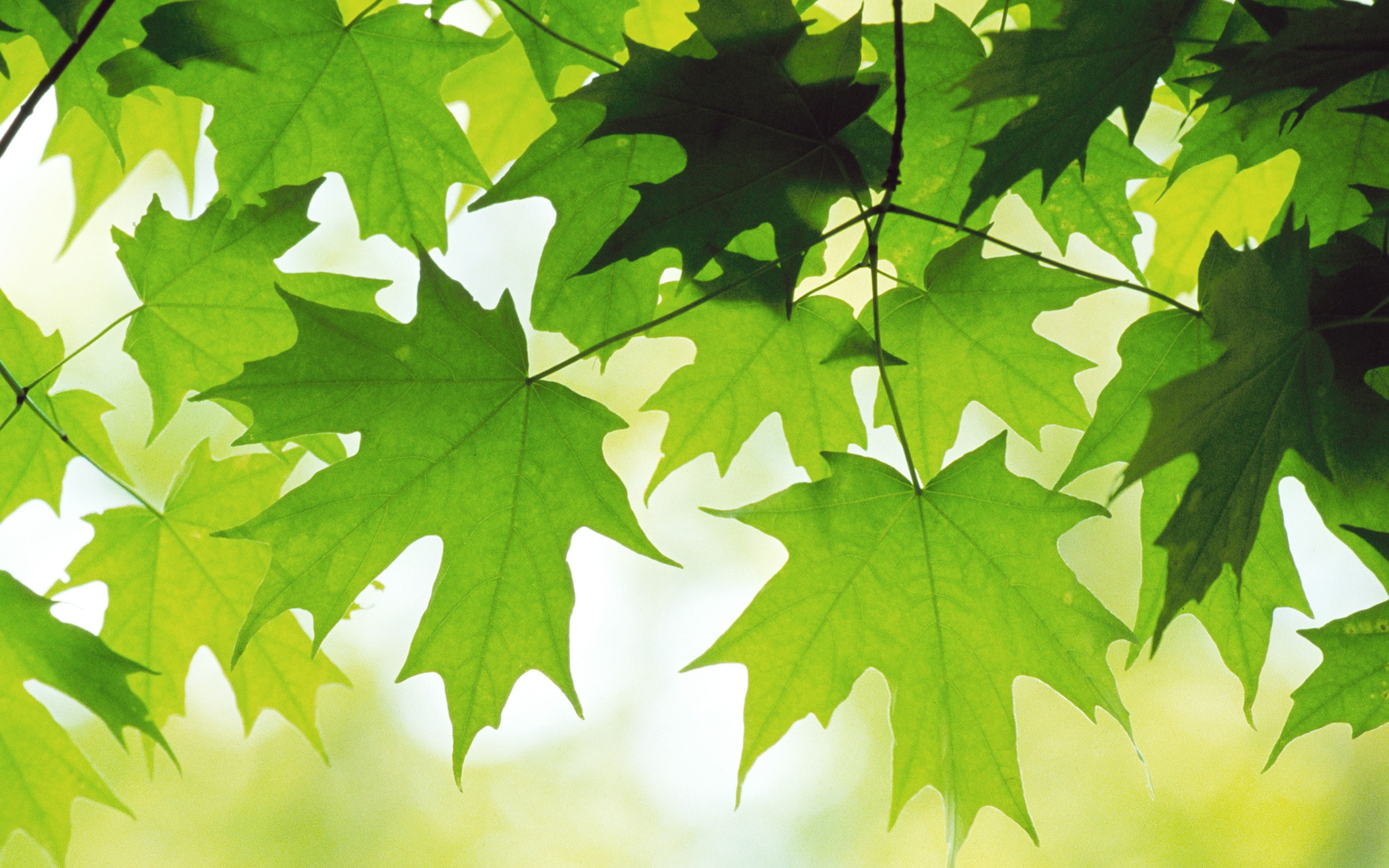 Summer Leaves