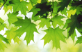 Summer Leaves