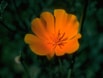 Golden Poppy.jpg