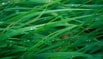 Grass Blades (10.11 version).jpg