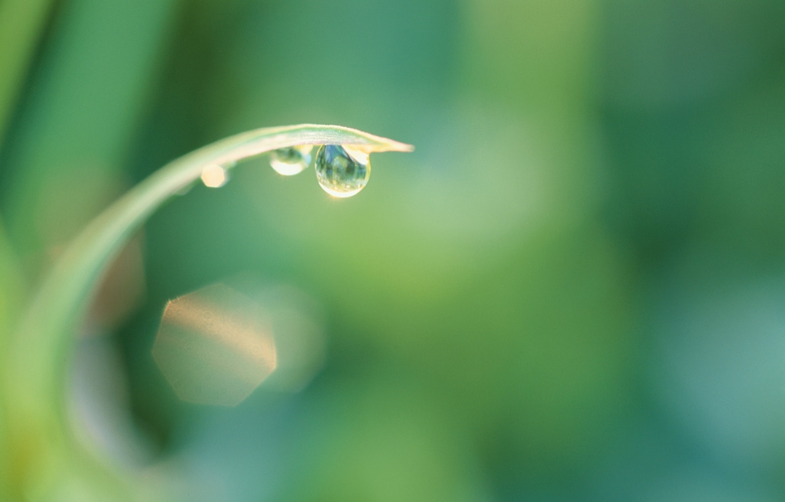 Dew Drop (wide screen).jpg