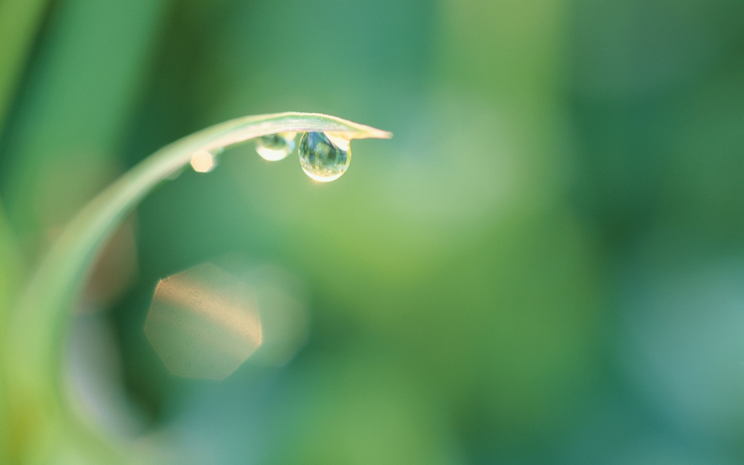 Dew Drop.jpg
