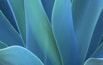 Agave.jpg