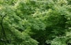 Leaves.jpg