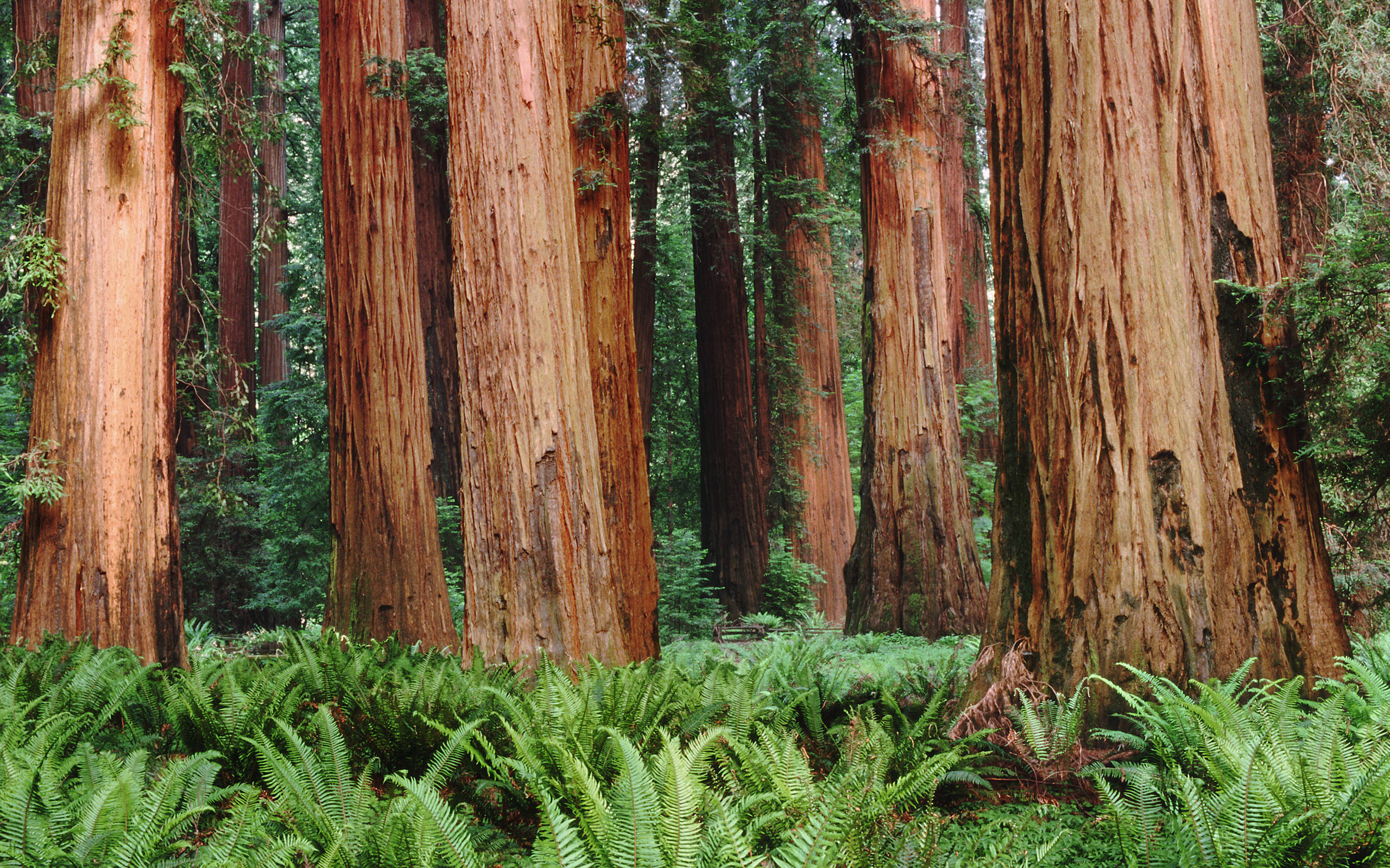 Redwoods.jpg