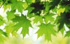 Summer Leaves.jpg