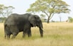 Elephant.jpg