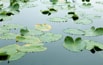 Floating Leaves.jpg