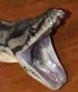 download-2.jpg