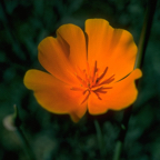 Golden Poppy.png