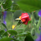 Rose.png