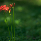 Spider Lily.png