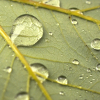 Waterdrops on Leaf.png