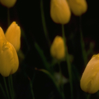 Yellow Tulips.png