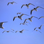 Birds in Flight.png
