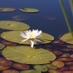 Lily Pad.png