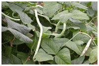 Haricot vert