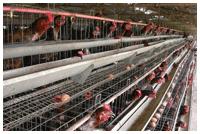 Pondeuse sur cage