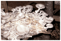 champignon