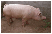 Porc