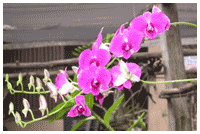 L'orchid&eacute;e