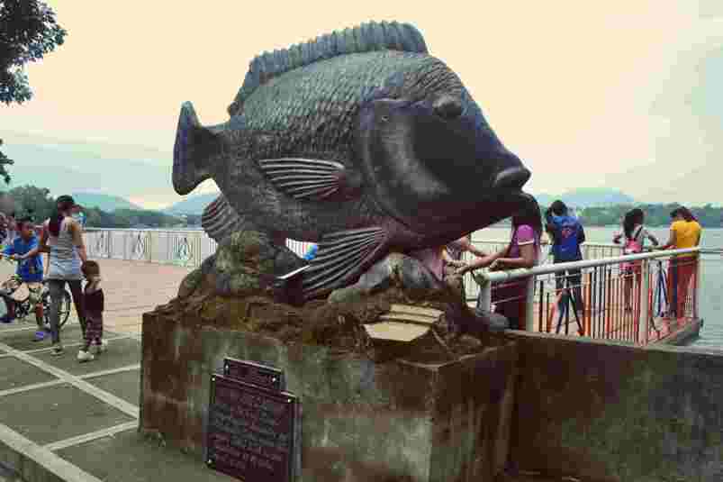 The big Tilapia at Sampaloc Lake