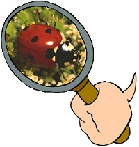 Ladybug Thematic Unit