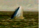 Ballena franca