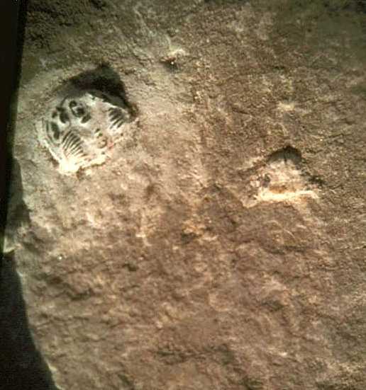 Man over million years