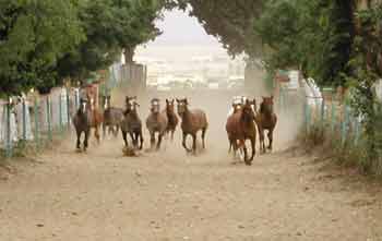 Haras Tiaret