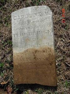 carolinetrowaug (18K)