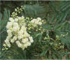Acacia mearnsii
