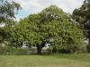 Schinus terebinthifolius