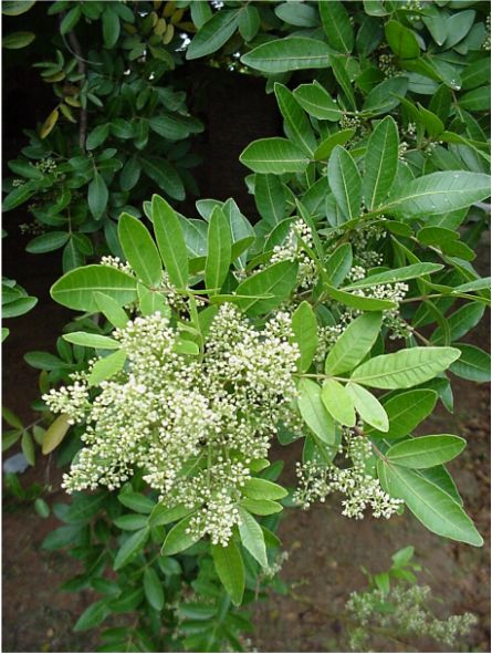 Schinus terebinthifolius